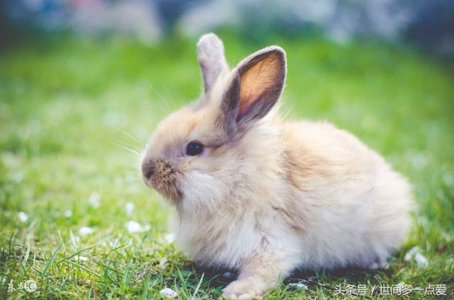 属猪的和属猪的财运怎么样,属猪财运算命财运分析