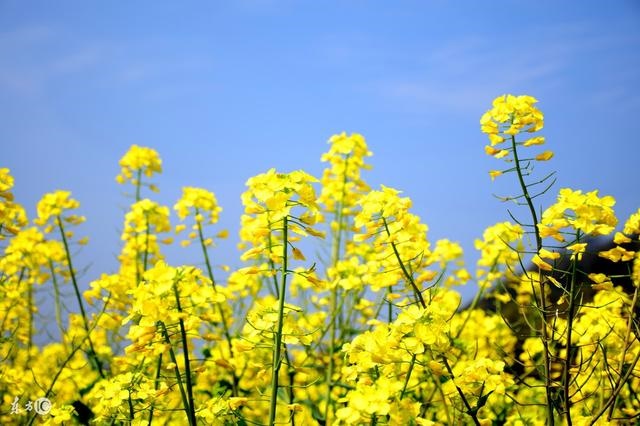 4年鼠女本命年运势及运程，2022