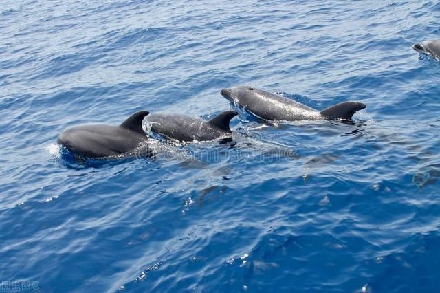 男鼠女兔其实很好，男84鼠女87兔姻缘