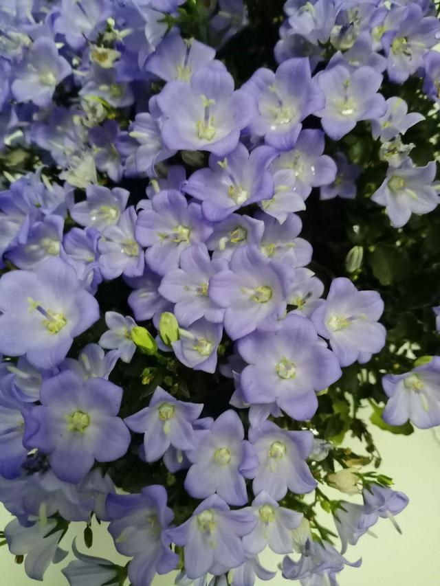 7兔男和93鸡女谁克谁，鸡兔结婚后来都怎么样了"