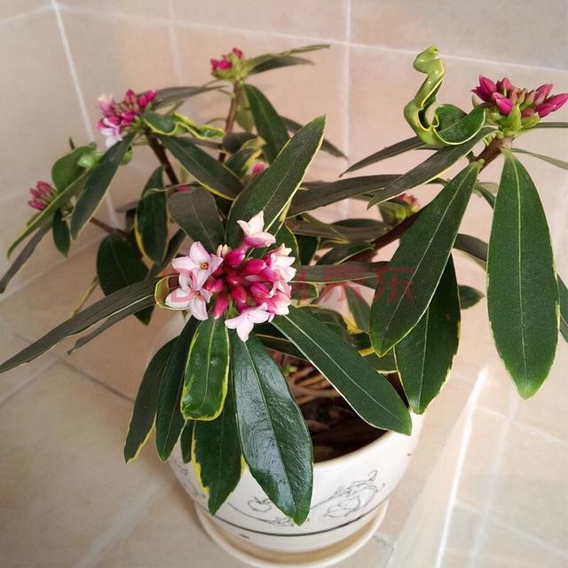 3年属兔人寿命长，63年属兔一生大劫年"