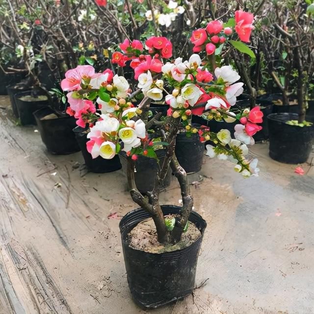 3年属兔人寿命长，63年属兔一生大劫年"