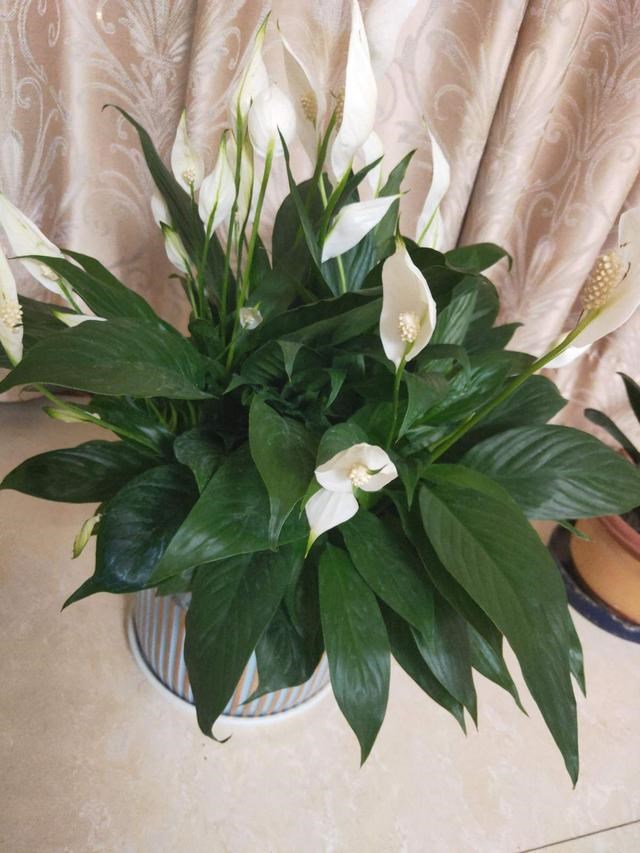 7兔男和93鸡女谁克谁，鸡兔结婚后来都怎么样了"