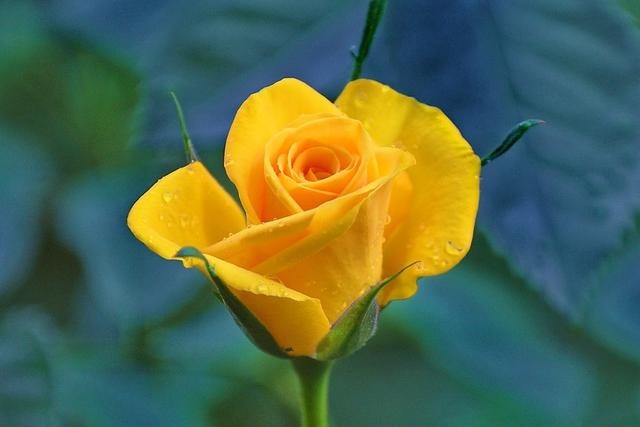 001年出生桃花劫，12生肖桃花劫表"