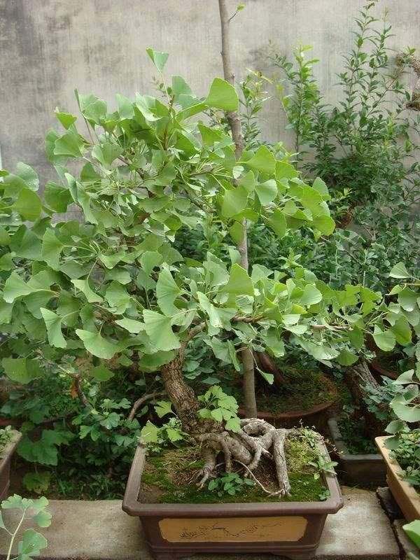 3年属兔人寿命长，63年属兔一生大劫年"