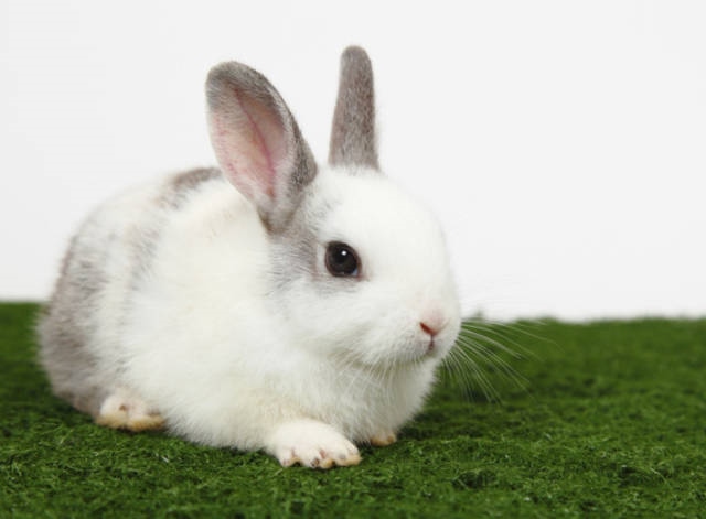 属兔六几年的多大了，今年63岁属什么生肖