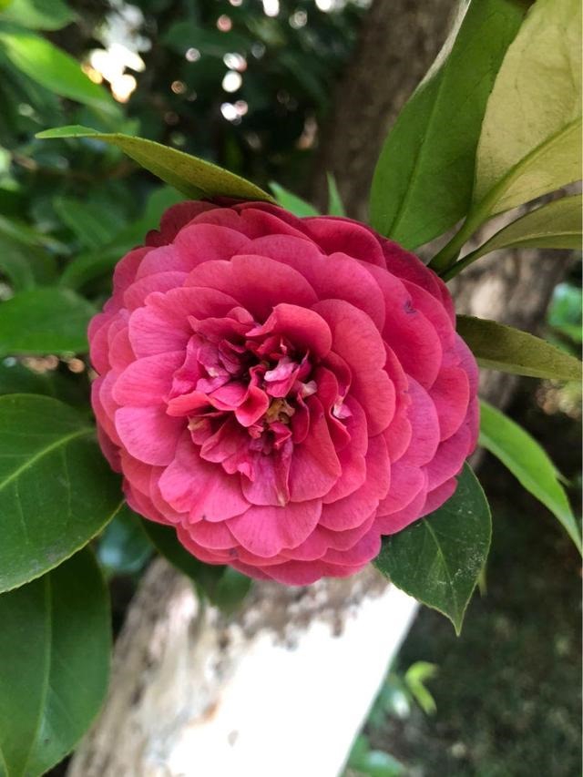 7兔男和93鸡女谁克谁，鸡兔结婚后来都怎么样了"