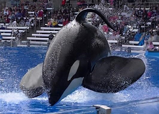 男鼠女兔其实很好，男84鼠女87兔姻缘