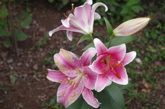 949年属牛的最终寿命,1949年属牛寿命预测"