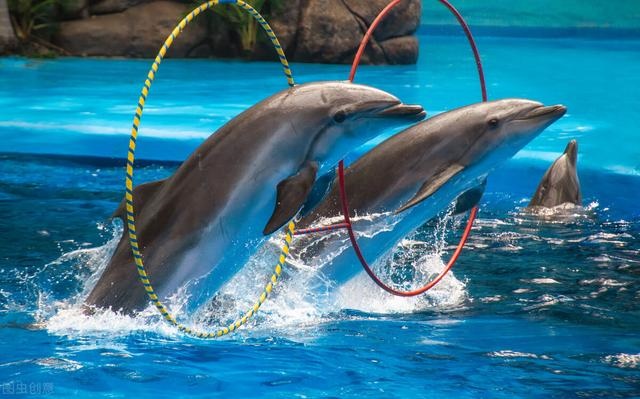 男鼠女兔其实很好，男84鼠女87兔姻缘