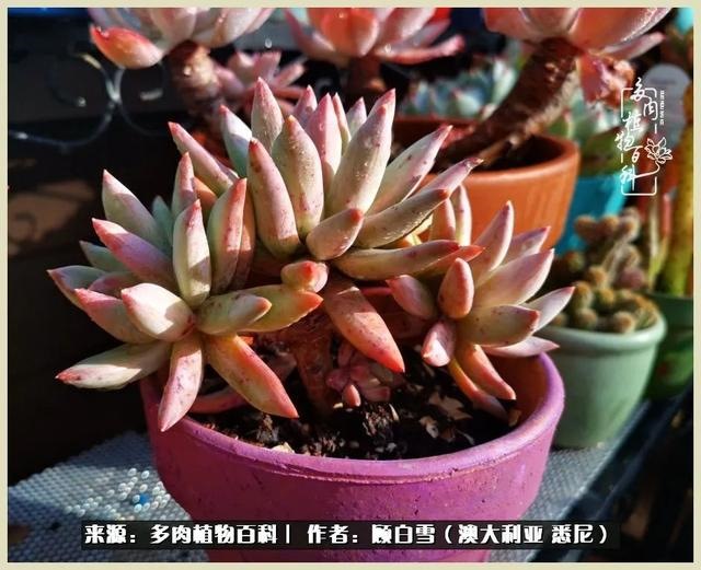 兔子不能随便送人，兔子送人有忌讳吗