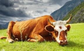 属鼠的女性性格和脾气，鼠女性格和脾气