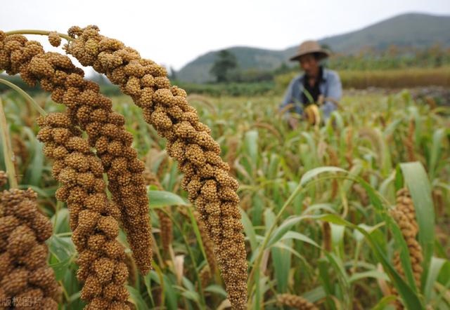 女孩出生农历什么日子好，女孩阴历九月哪天出生好