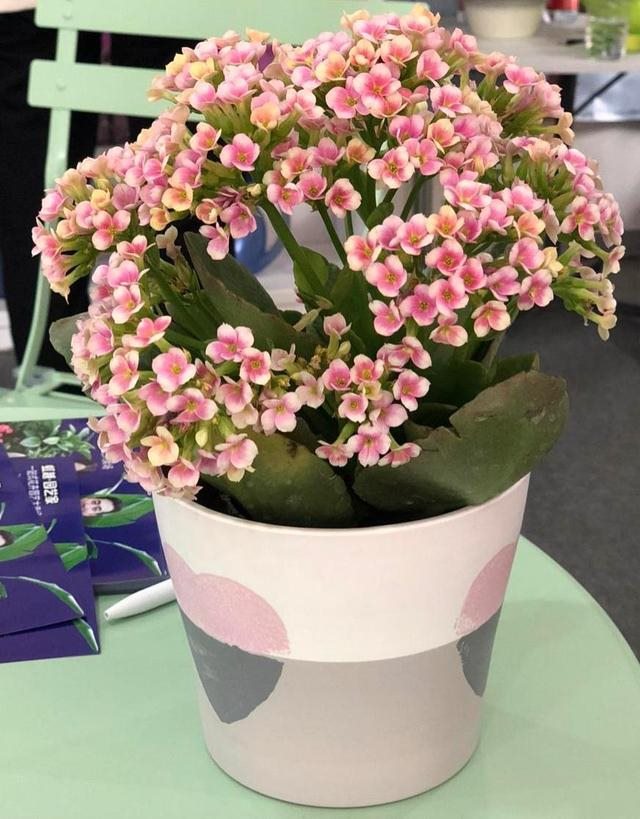 7兔男和93鸡女谁克谁，鸡兔结婚后来都怎么样了"