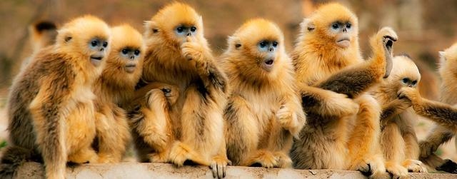 猴是怎样交匹配的，猴子的阴是怎样的