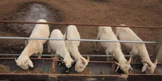 一月羊二月羊的顺口溜，养羊技术及羊的养殖 ***