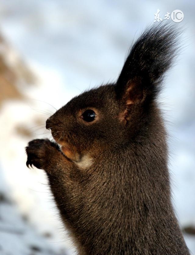 属鼠1972年的女人命运,72属鼠49岁大运以后运势