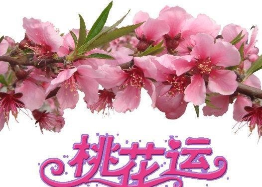 算命先生说桃花旺是什么意思,桃花很旺是什么意思