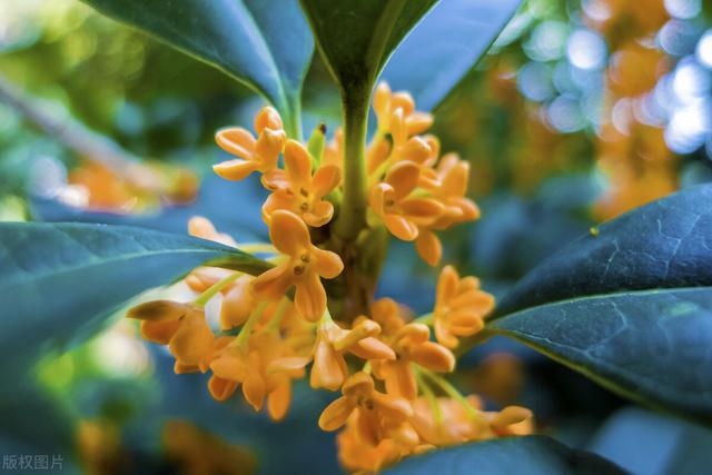 下午四五点出生的女孩子是什么命，子时出生的女孩有2种命