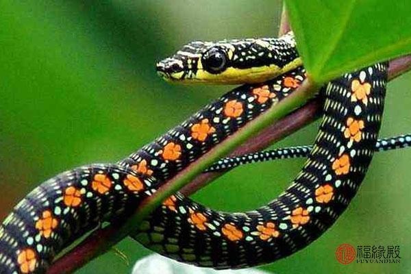 属蛇男人更佳妻子婚配，属蛇男更佳属相婚配表