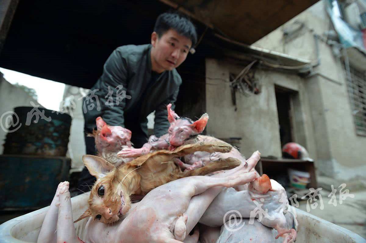 兔子肉为什么不能送人,平安夜送兔子肉吉利吗