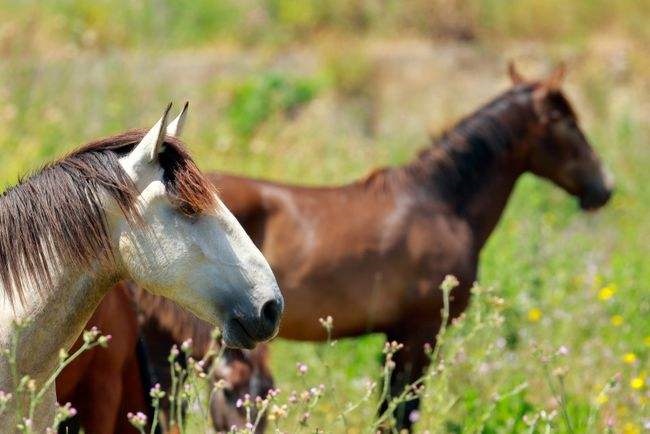 属兔男和属马女,属兔男与马配婚姻好不好