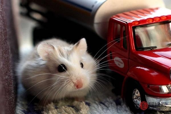 2年属鼠49岁婚姻状况,72属鼠三年大运"