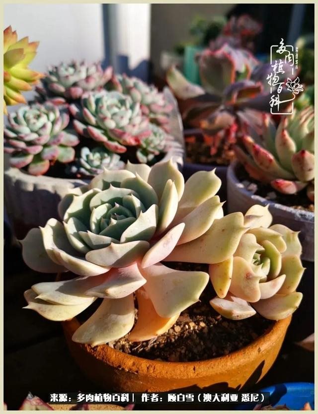 兔子不能随便送人，兔子送人有忌讳吗