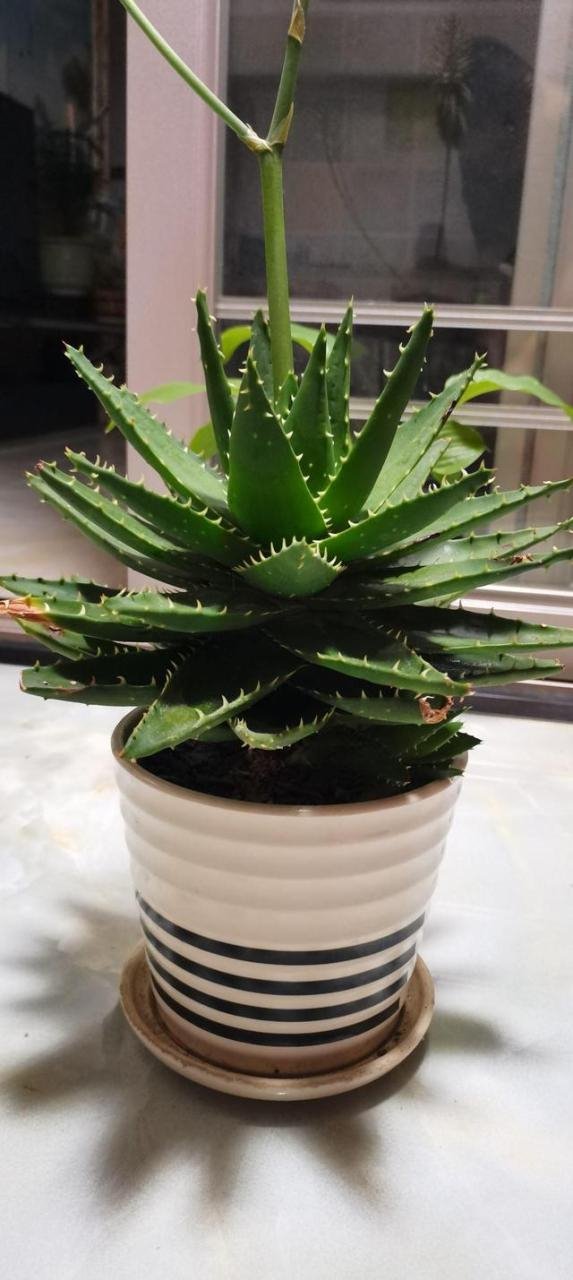 7兔男和93鸡女谁克谁，鸡兔结婚后来都怎么样了"