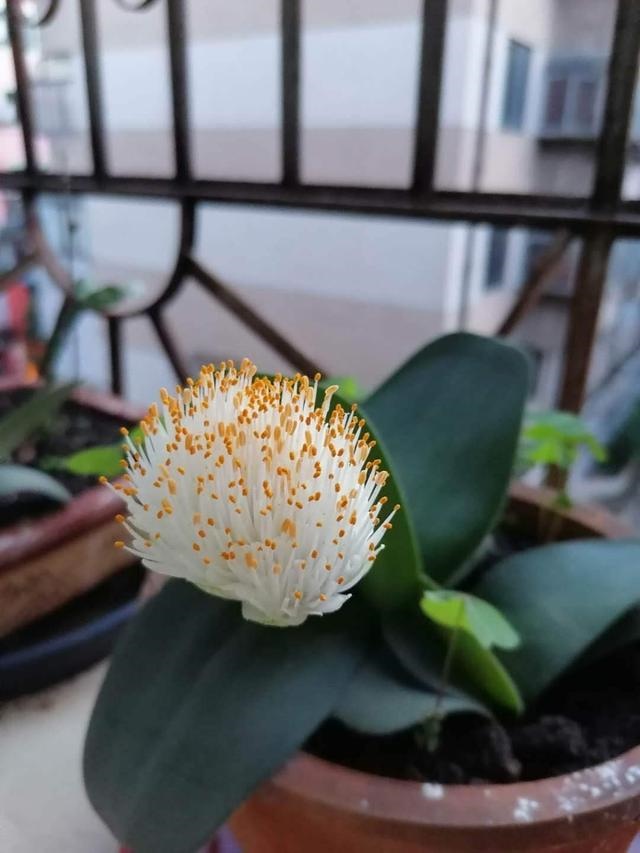 7兔男和93鸡女谁克谁，鸡兔结婚后来都怎么样了"