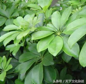 属鼠的招财树是什么，鼠的幸运植物或者幸运花