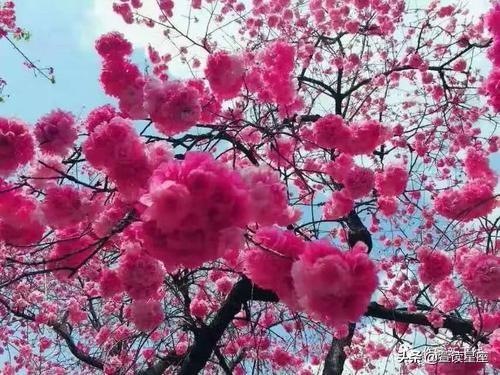 上等命的时辰女孩，哪个时辰女嫁人上人