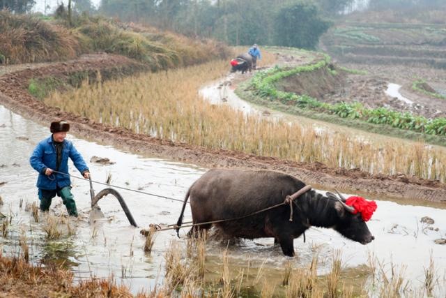 0后属牛是哪一年的，90后属兔是哪一年"