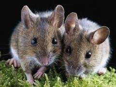 属鼠的女性性格和脾气，鼠女性格和脾气