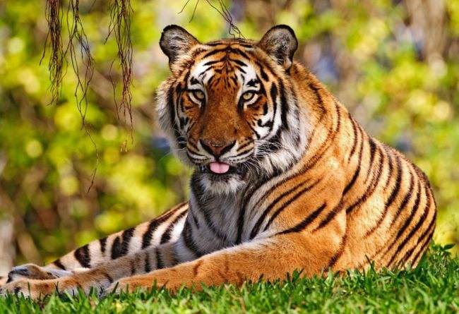 属虎女的更佳婚配属相，男属牛的婚配更佳是什么