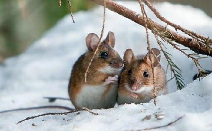 属蛇的人和属鼠的人相克吗,2022 年属蛇人的全年运势