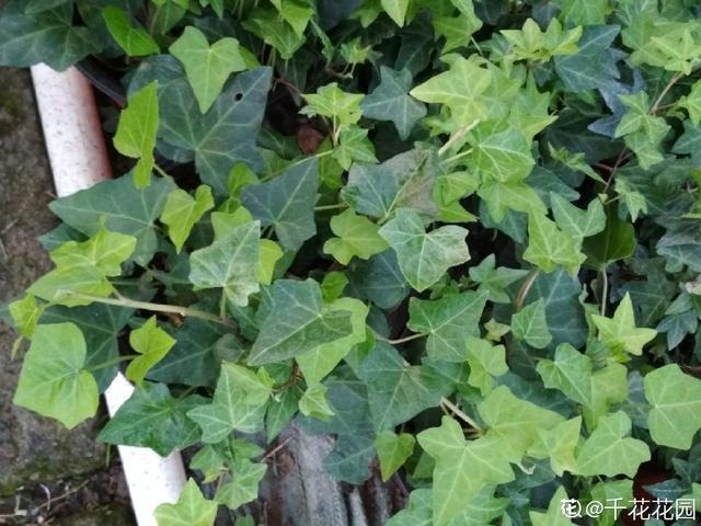 7兔男和93鸡女谁克谁，鸡兔结婚后来都怎么样了"