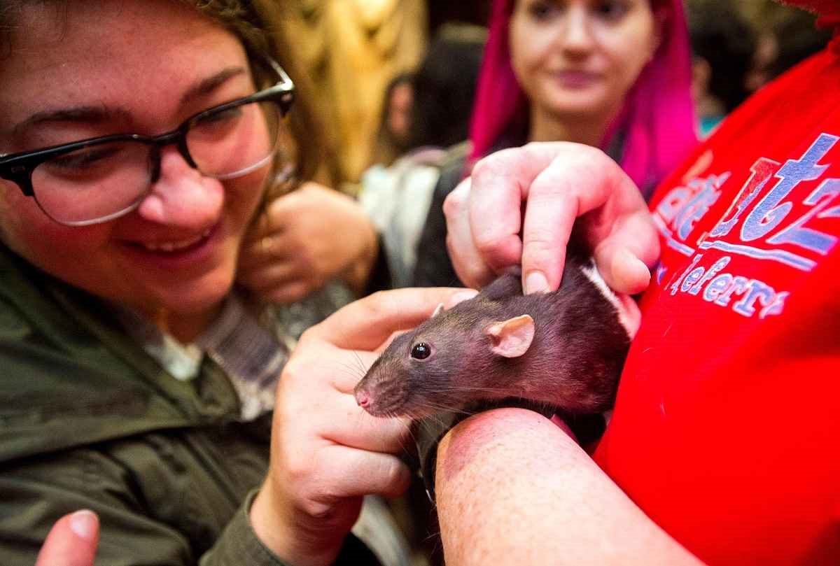 996年是什么火，1996年是金木水火土哪个命"