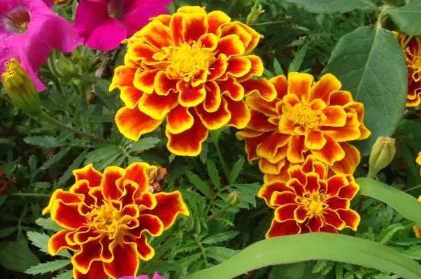 属鼠的男人对老婆好吗，鼠男容易爱上哪个生肖女