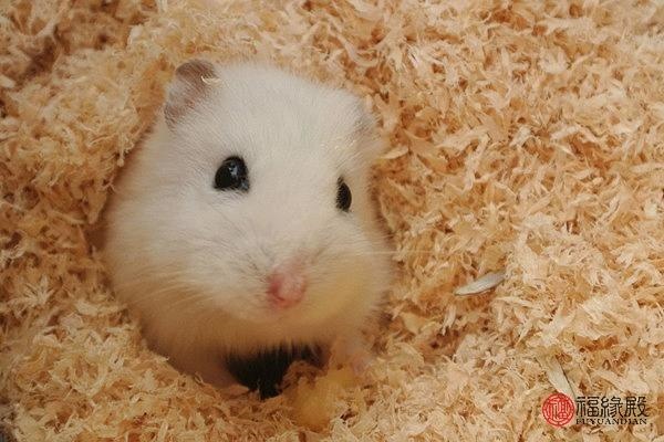 2年属鼠49岁婚姻状况,72属鼠三年大运"