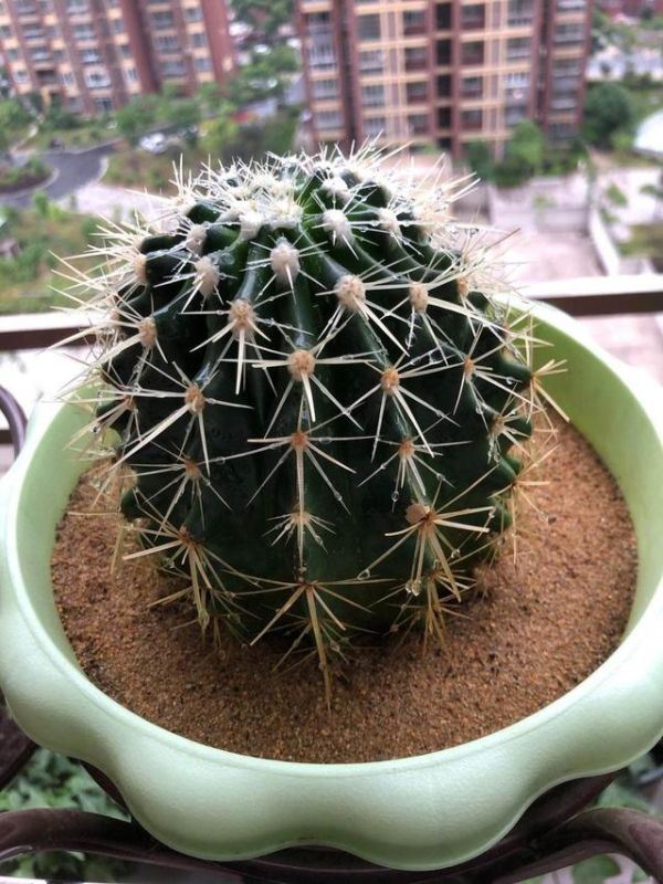 7兔男和93鸡女谁克谁，鸡兔结婚后来都怎么样了"