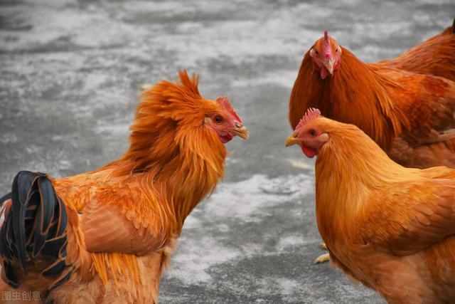 属虎和龙属相合不合，生肖龙和虎合不合