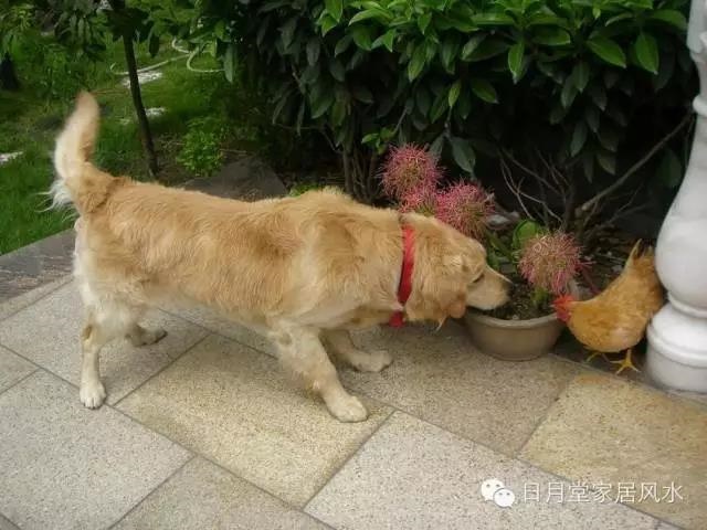 男女婚配表查询，男女合婚婚配表