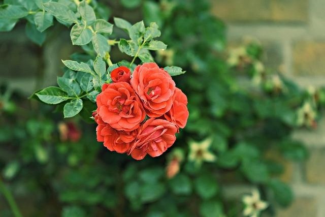 今年属兔的运势怎么样2023，95年属猪2024运势