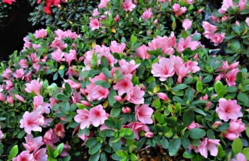 4年女鼠后半生运程,84年鼠女2022