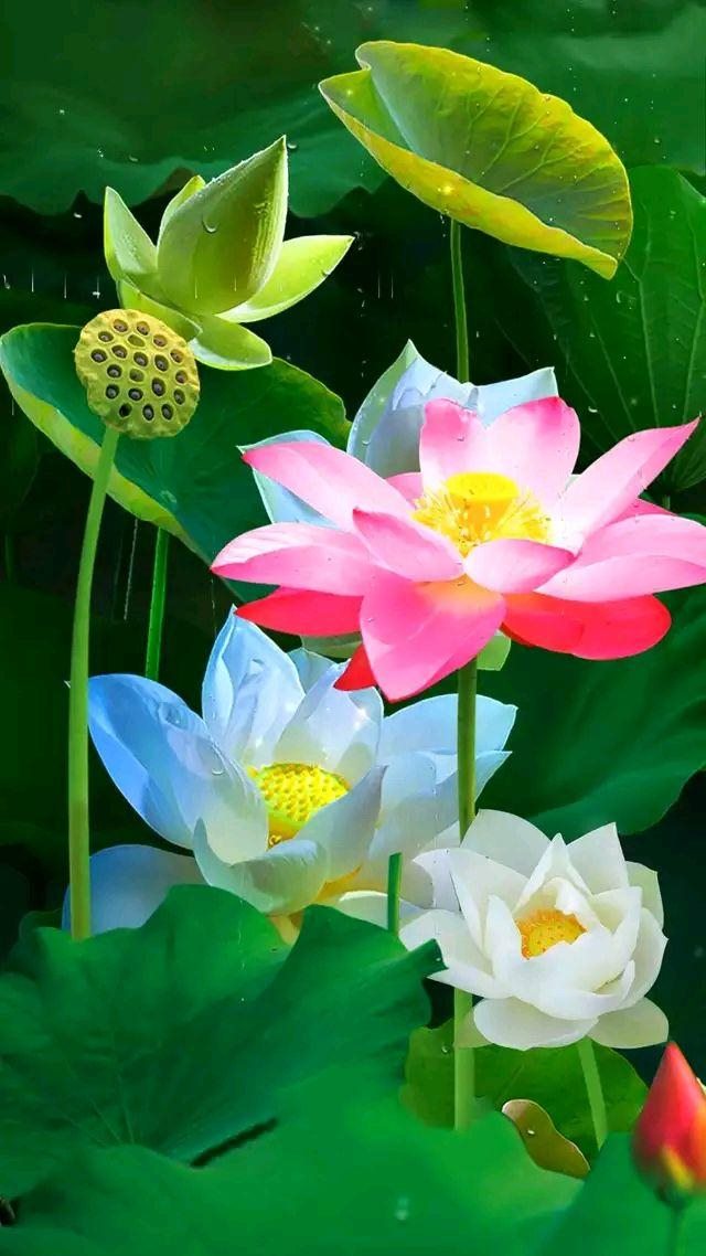 属兔女人床上爱你的表现，属兔的女人会主动吗