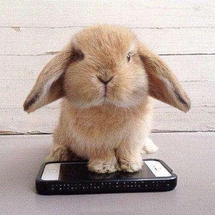 兔子发出低沉的咕咕声,兔子发出咕噜咕噜的声音