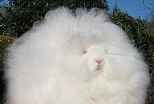 兔子一共有多少种品种，兔子一天喂几次