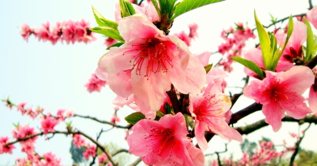 命带两朵桃花什么意思，两个桃花劫的人是正缘吗