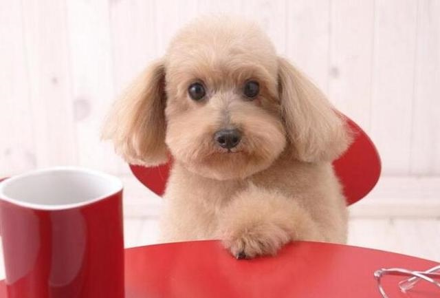 狗年贵人是什么生肖,狗的贵人属什么